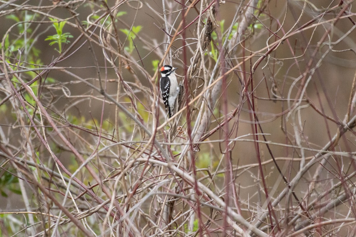 Downy Woodpecker - ML209134551