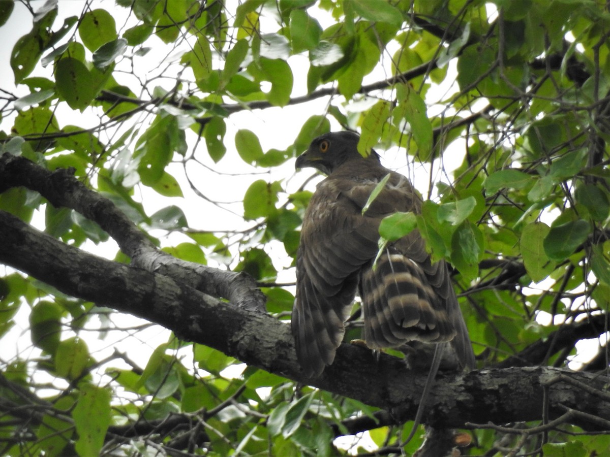 Crested Goshawk - ML209135171