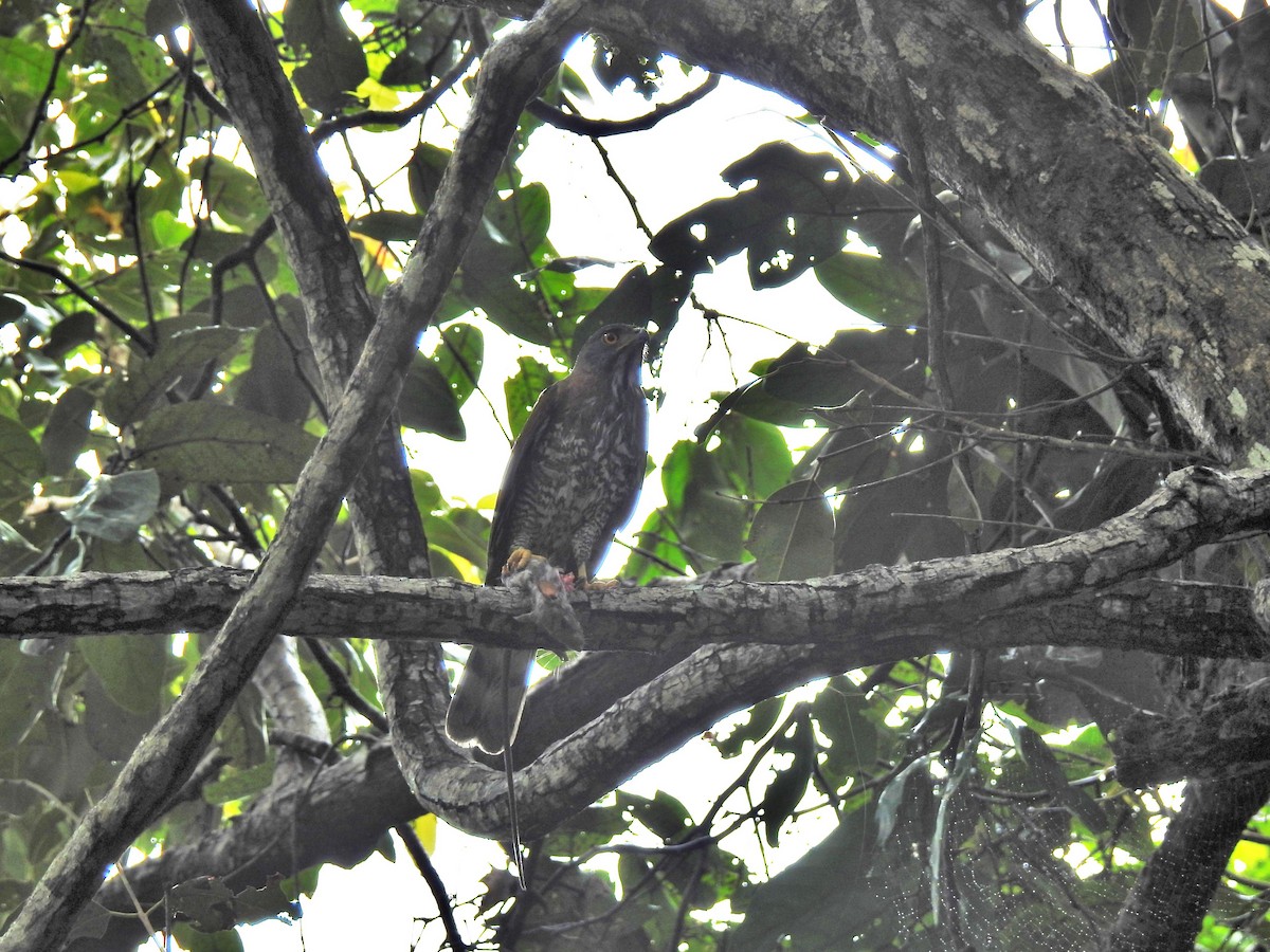 Crested Goshawk - ML209135341