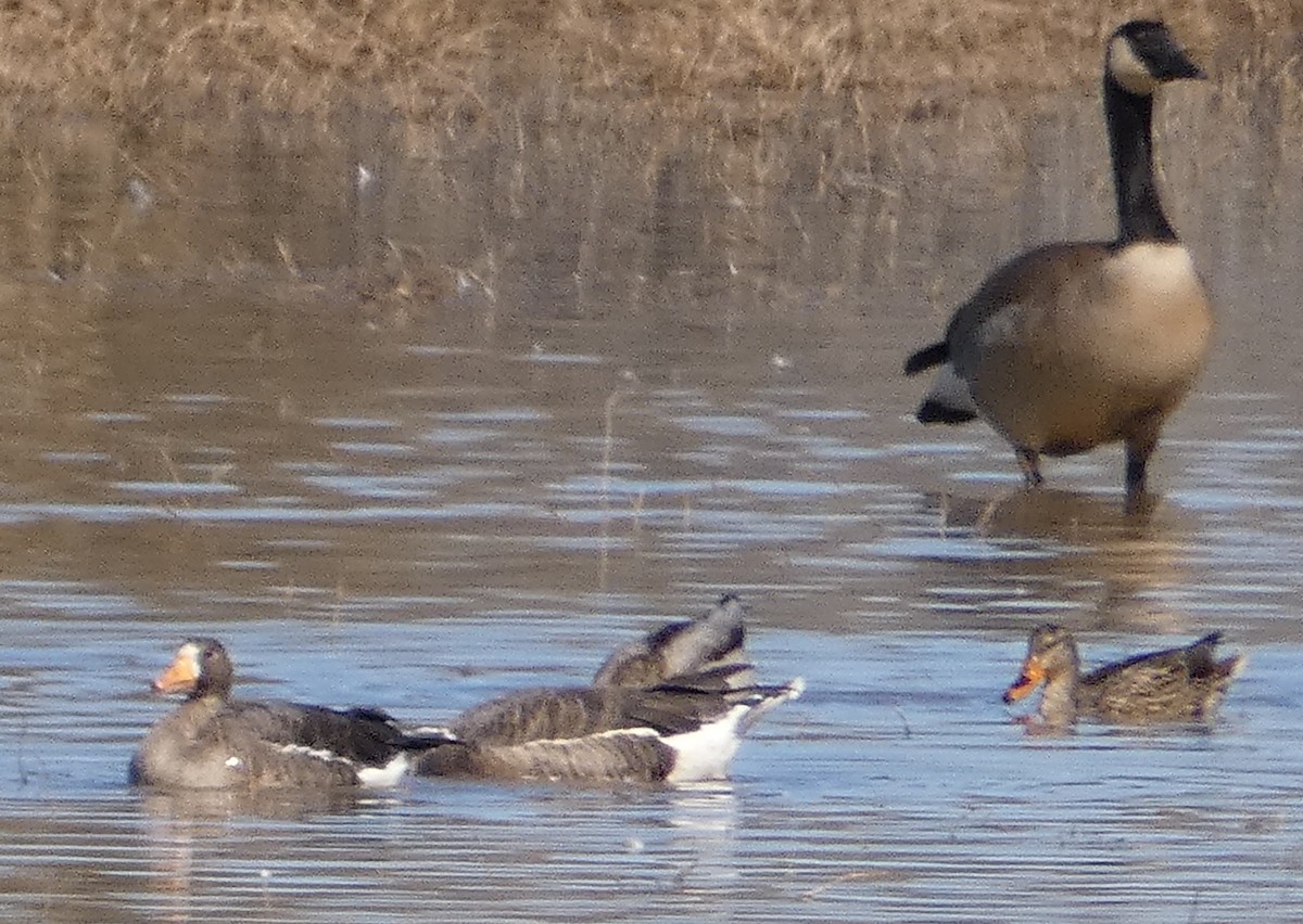 Манхин галуу - ML209135601