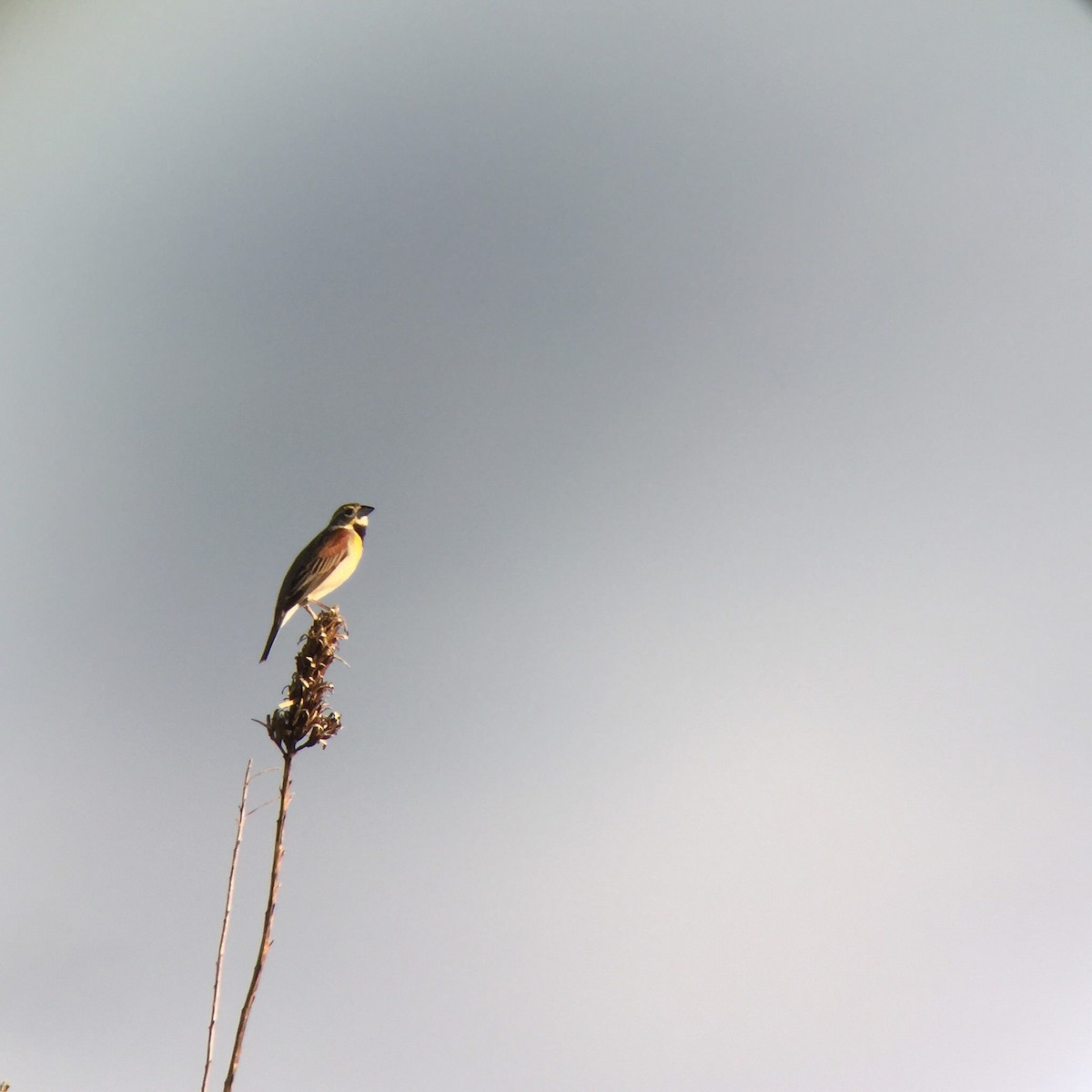 Dickcissel - ML20913811