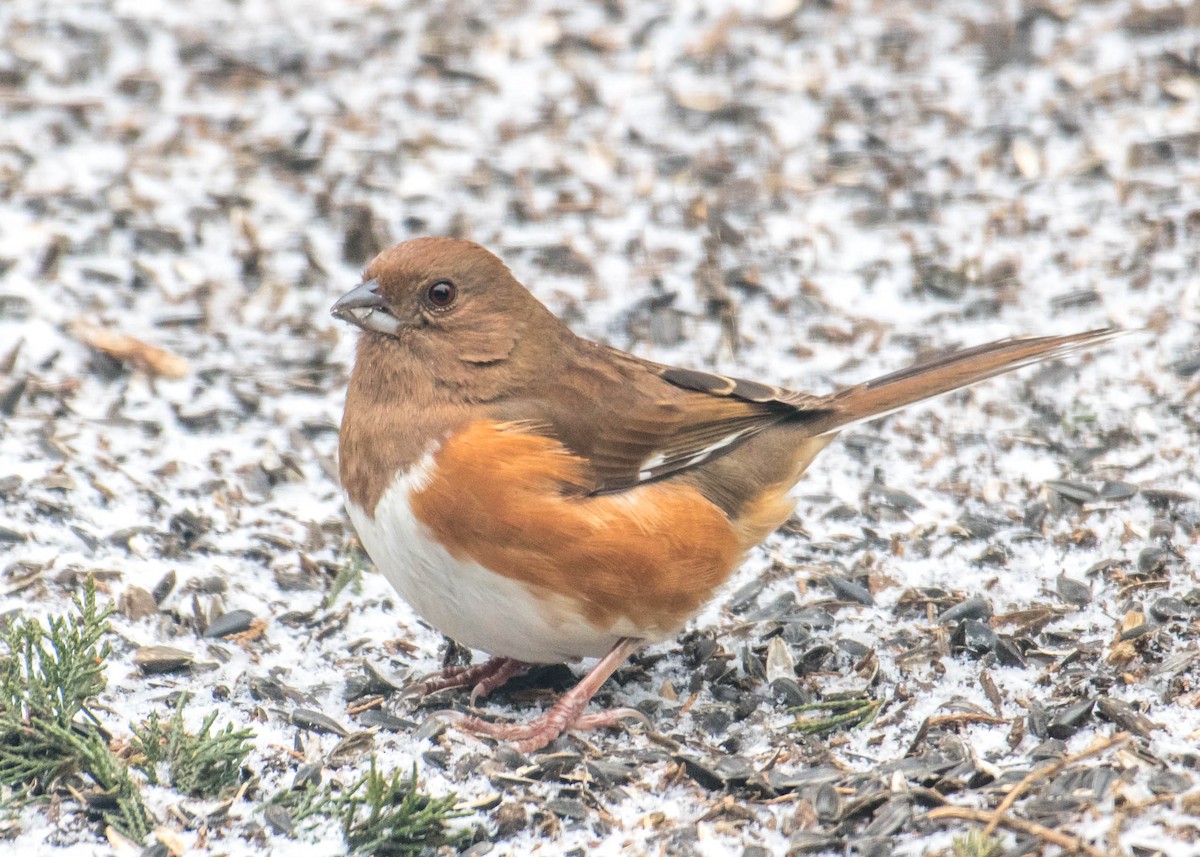 Eastern Towhee - Margaret Bowman