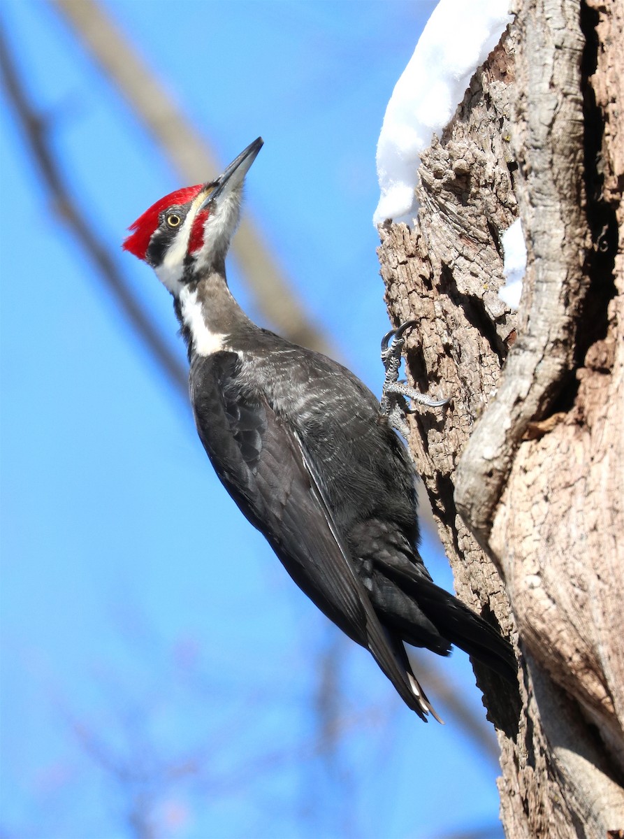 Pileated Woodpecker - Rosalie Millen