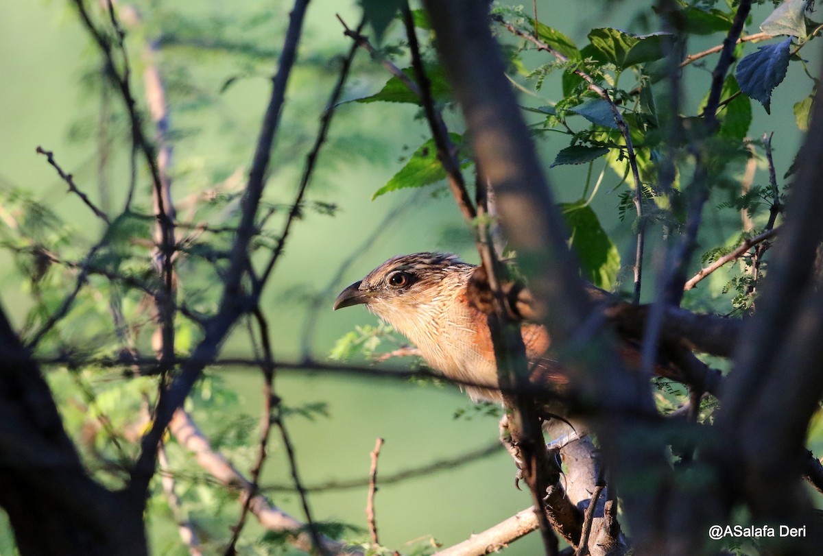 White-browed Coucal (White-browed) - ML209142361