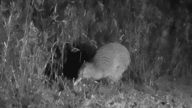 Southern Brown Kiwi (Stewart I.) - ML209142371