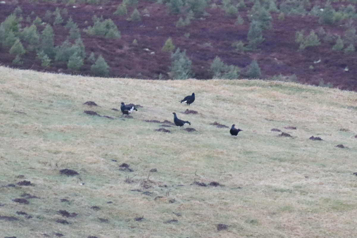 Black Grouse - Thomas Ford-Hutchinson