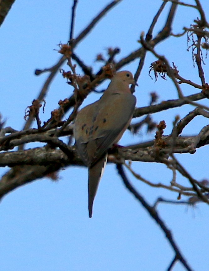 Mourning Dove - ML209146331