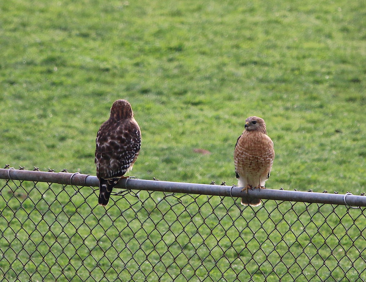 Red-shouldered Hawk - ML209146461