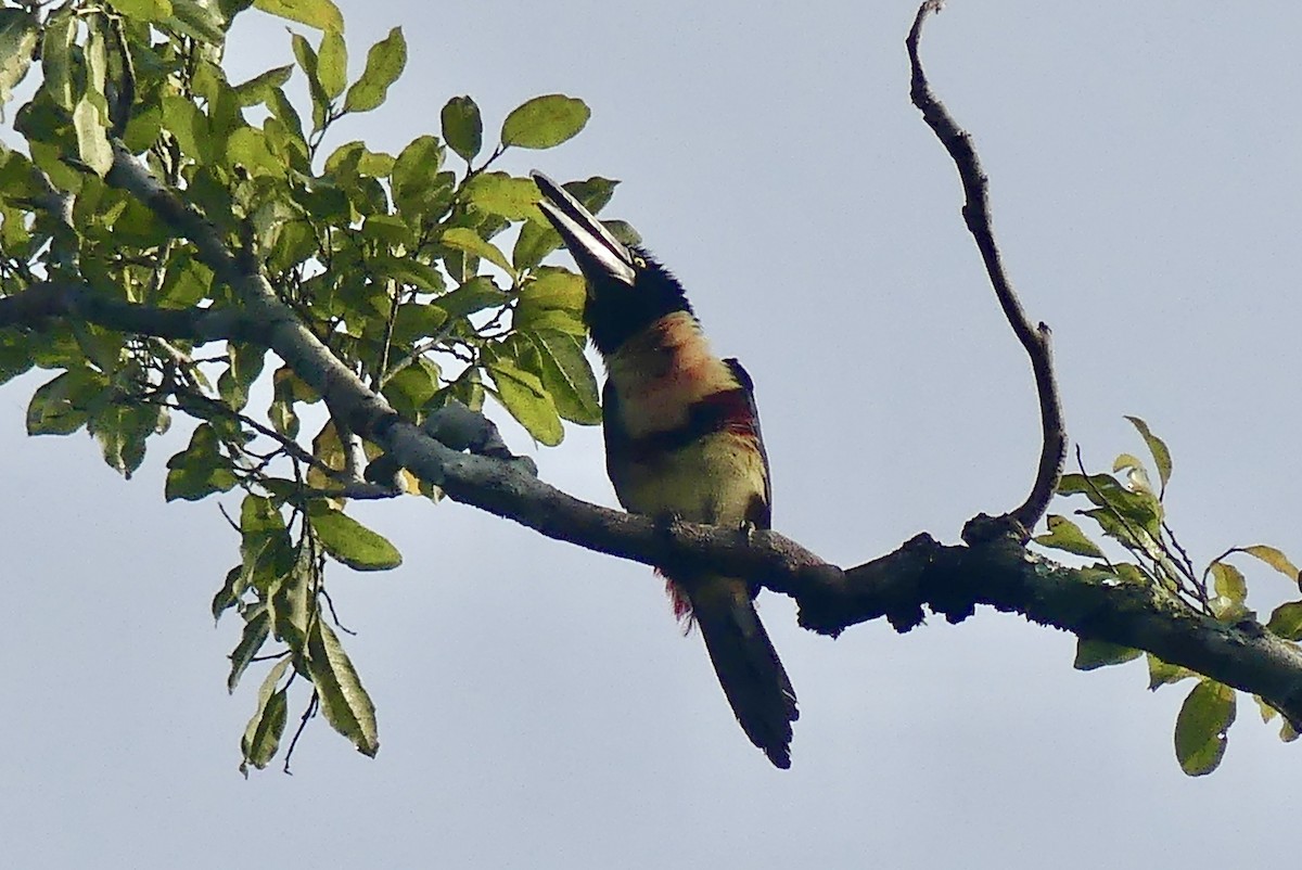 Collared Aracari - ML209146521