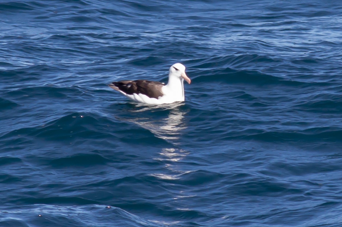 Black-browed Albatross - ML209146651