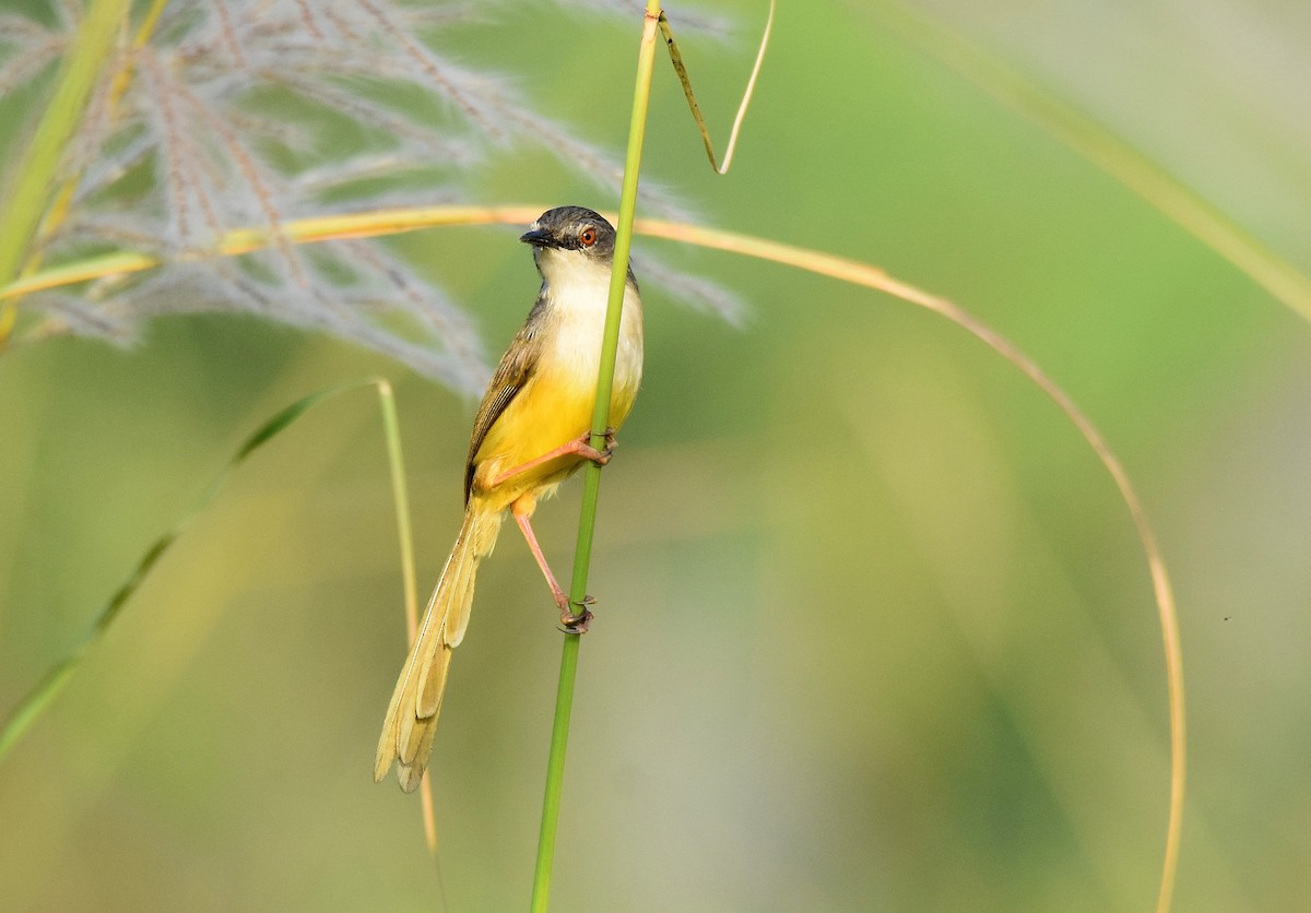 Yellow-bellied Prinia - ML209147881