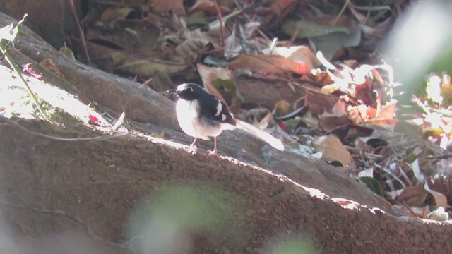 Slaty-backed Forktail - ML209152001