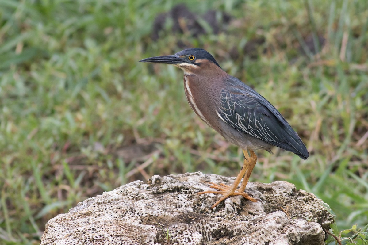 Striated x Green Heron (hybrid) - Tom Johnson