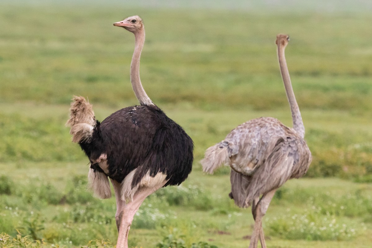 Common Ostrich - Todd Dixon