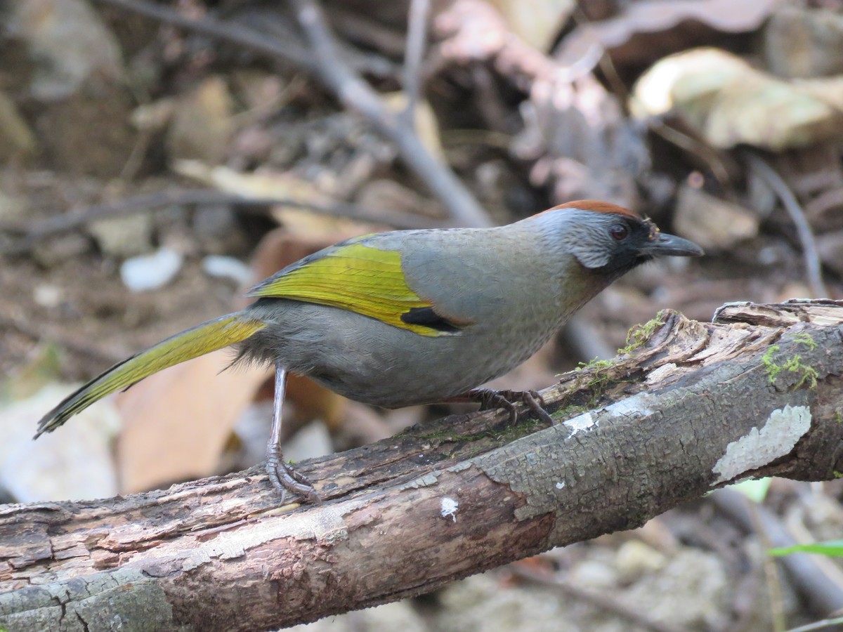 Silver-eared Laughingthrush - Craig Caldwell