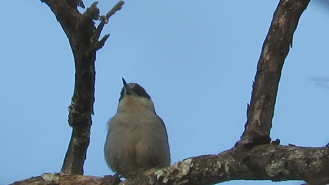 Giant Nuthatch - ML209156771