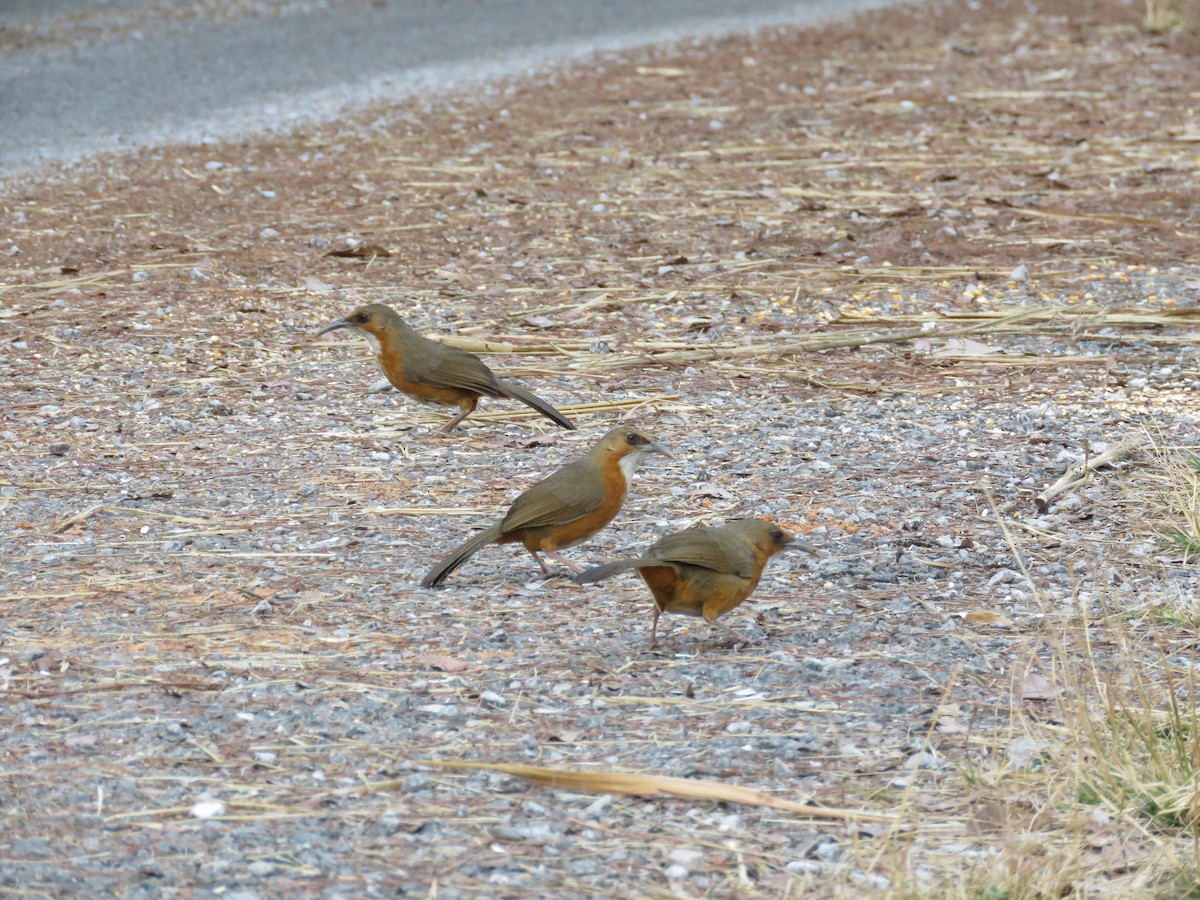 Rusty-cheeked Scimitar-Babbler - ML209156991