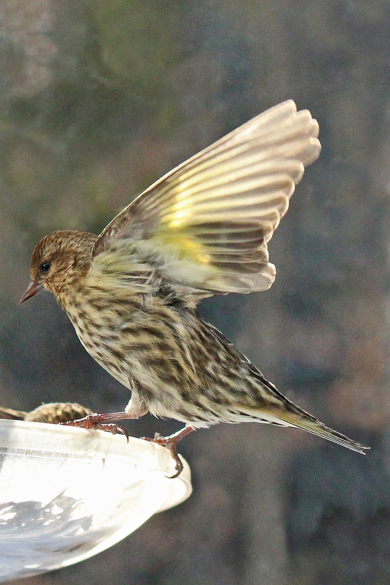 Pine Siskin - ML209157031