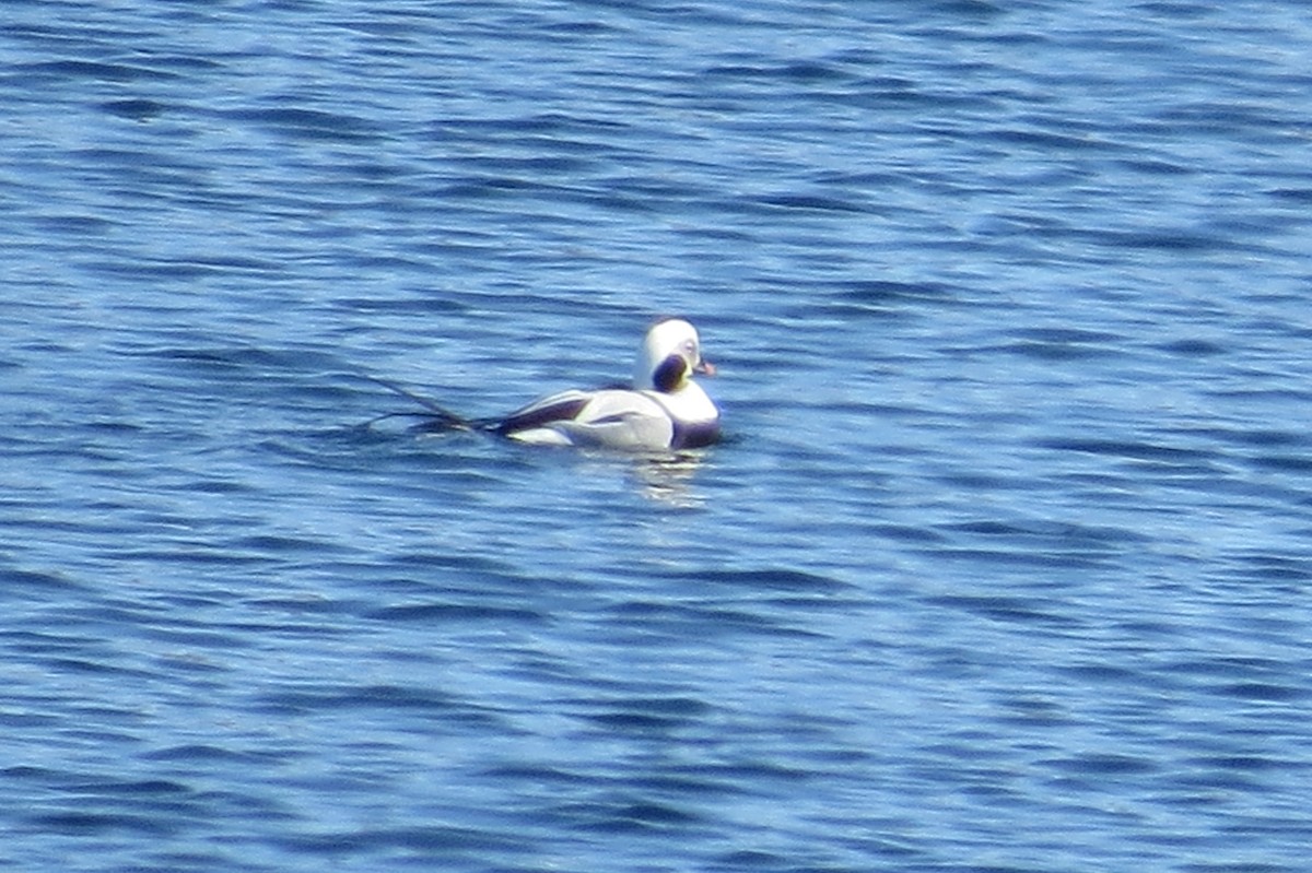 Long-tailed Duck - Beth Lenoble