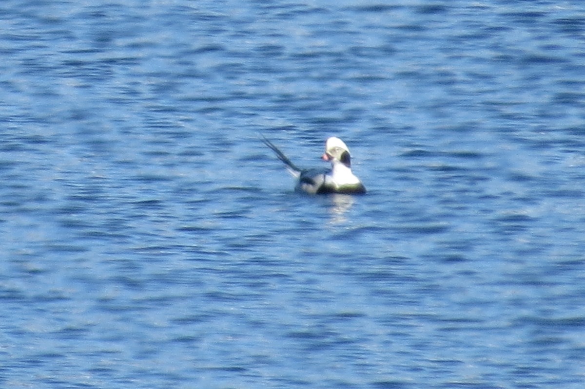 Long-tailed Duck - ML209157061