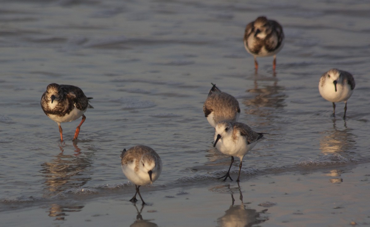 Txirri zuria - ML209158111