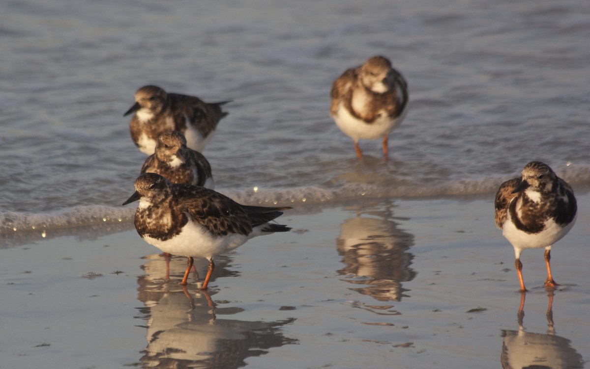 Harri-iraulari arrunta - ML209158221