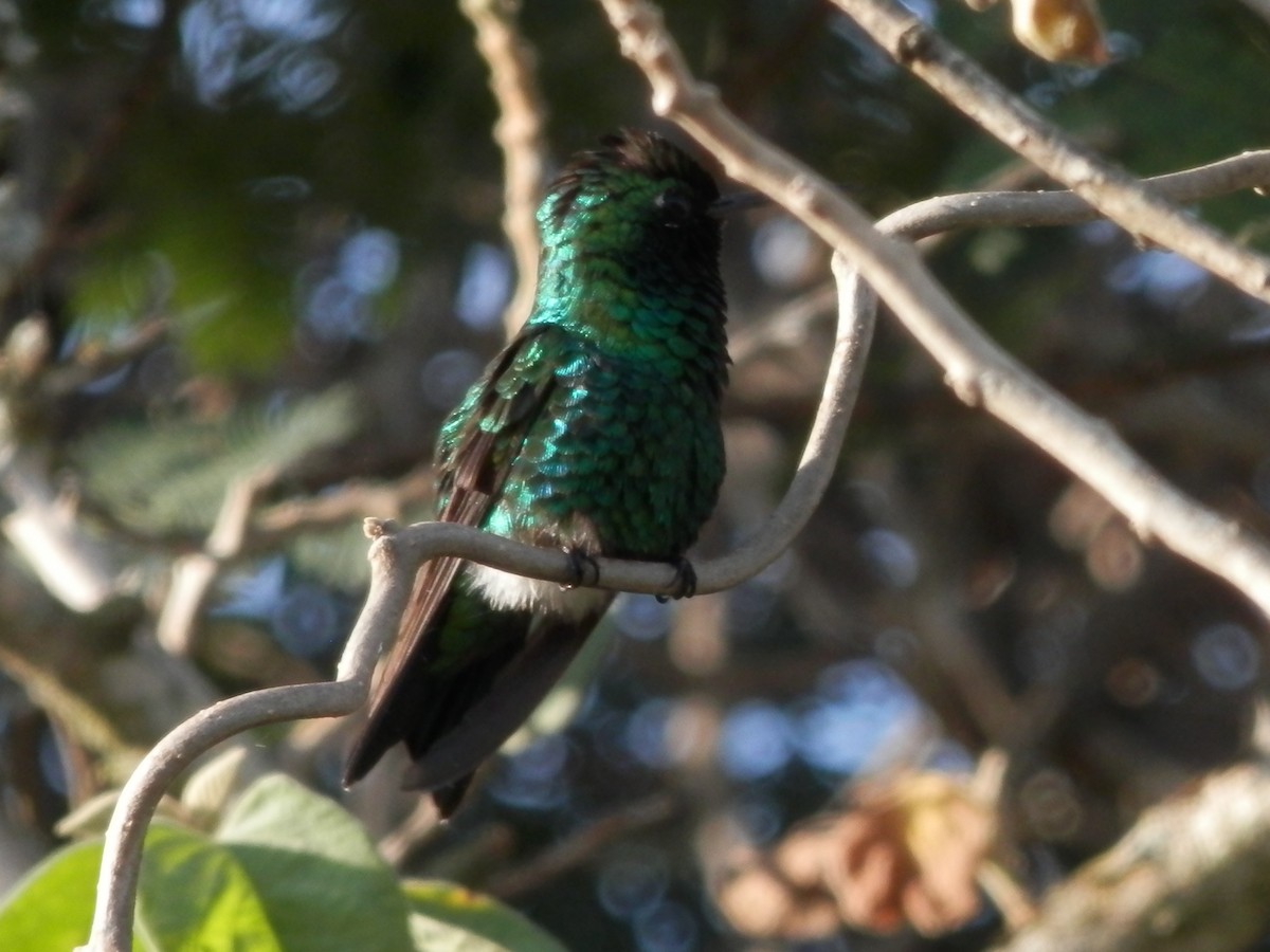 Blauschwanz-Smaragdkolibri - ML20915831