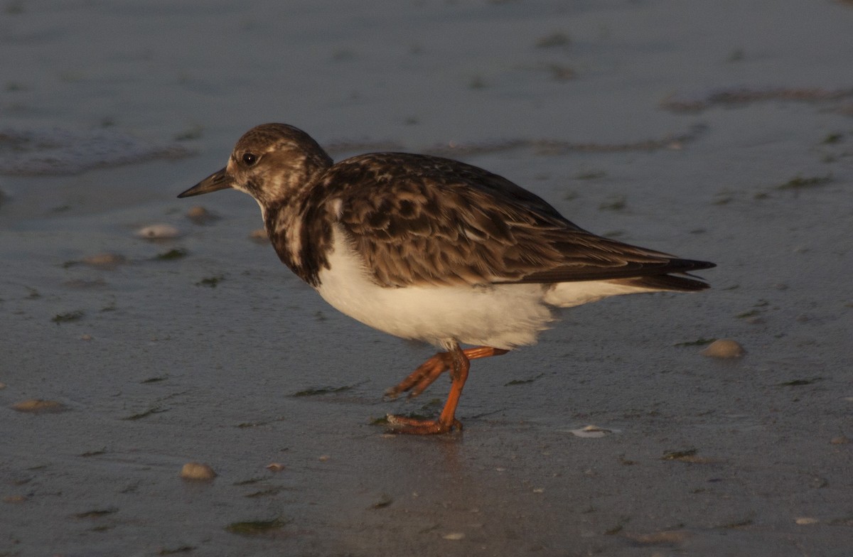 Harri-iraulari arrunta - ML209158401