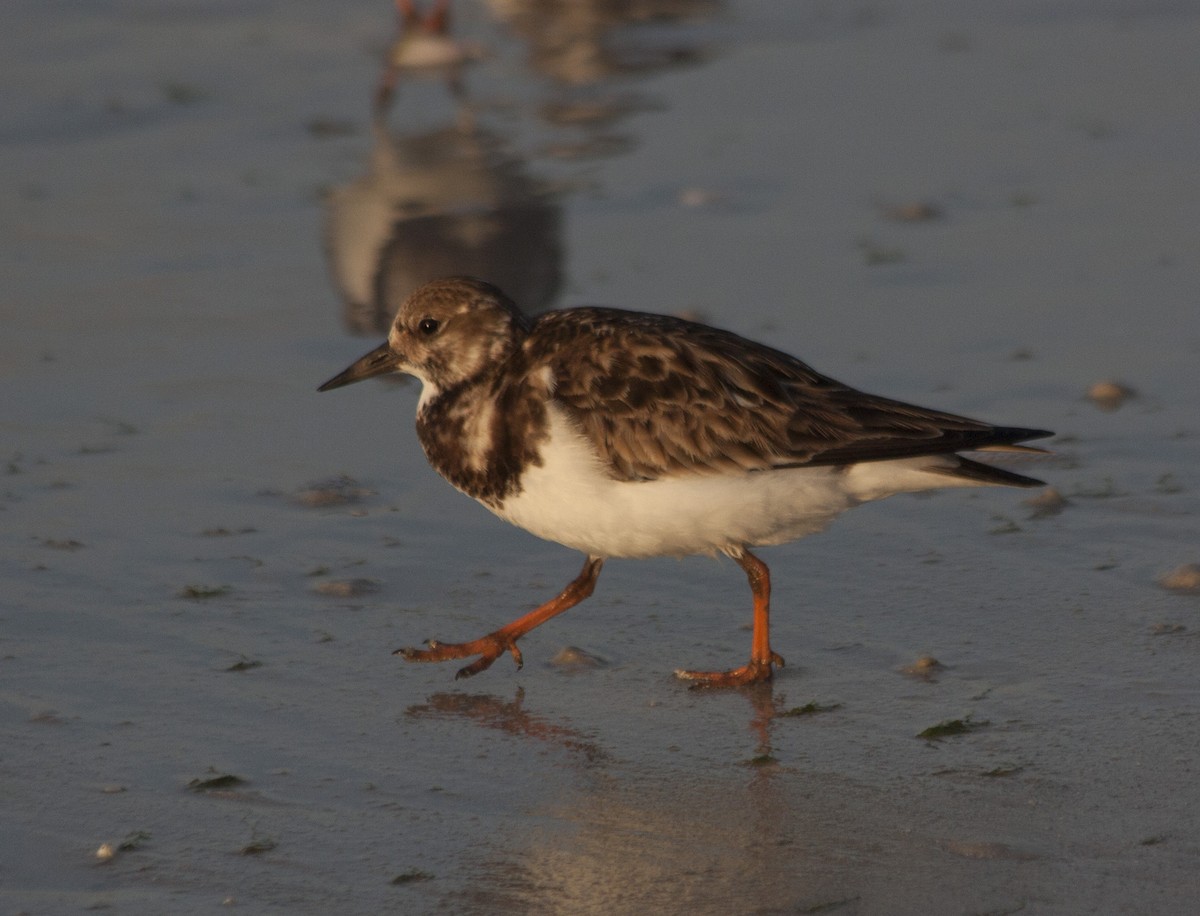 Harri-iraulari arrunta - ML209158501