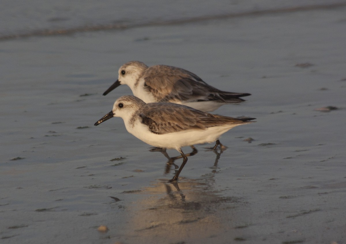 Txirri zuria - ML209158561