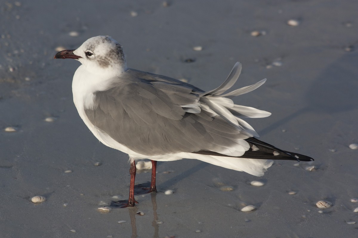 Antxeta mokogorri amerikarra - ML209158711