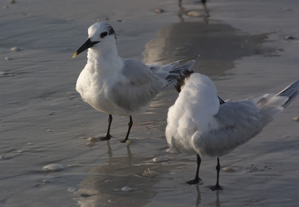 Txenada hankabeltza - ML209158771