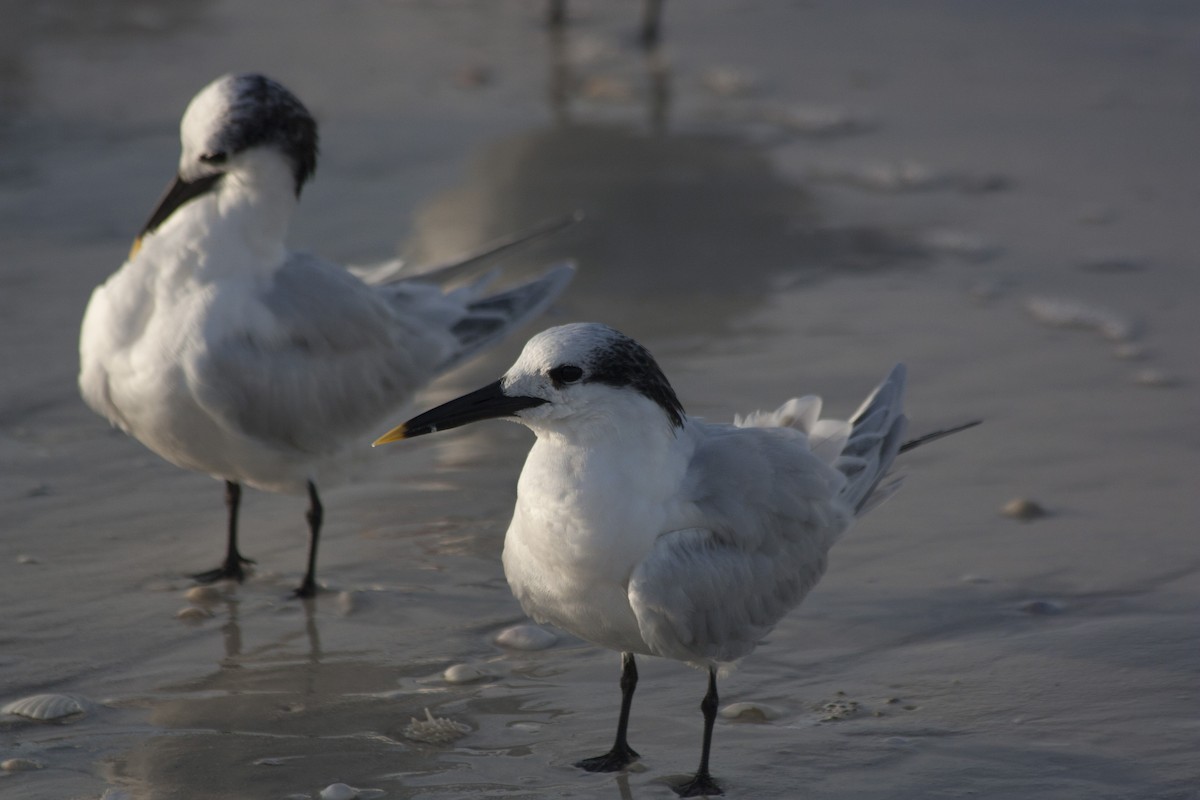 Txenada hankabeltza - ML209158791