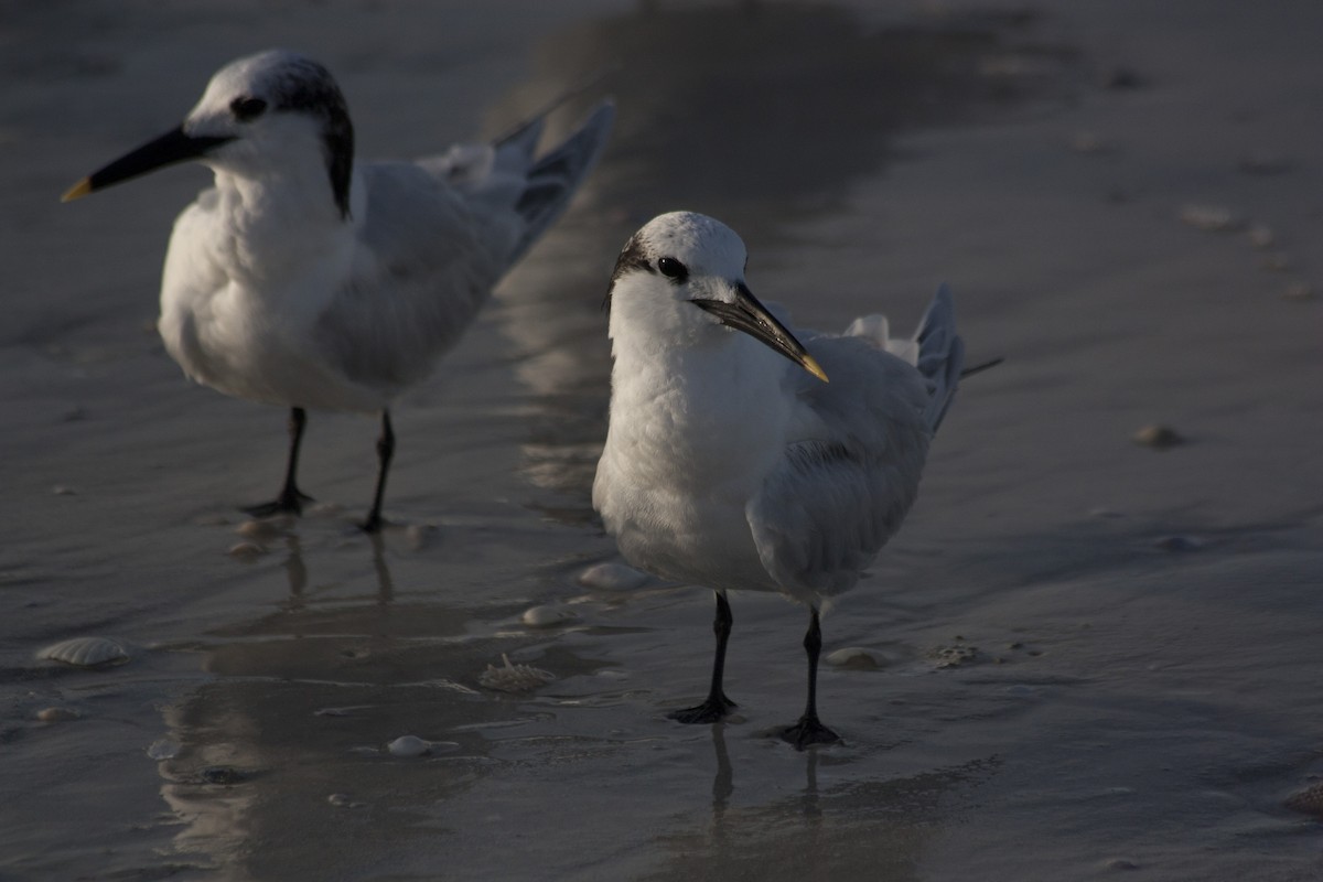 Txenada hankabeltza - ML209158821