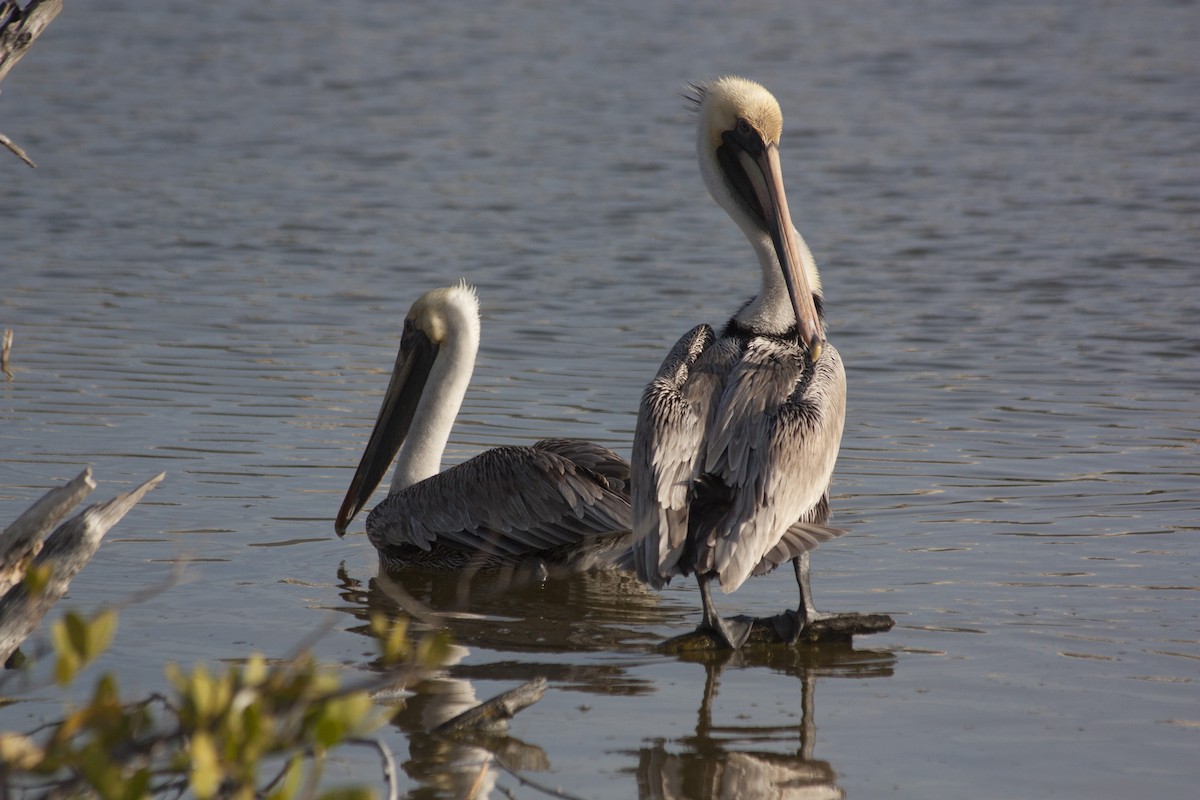 Pelikano arrea - ML209158861