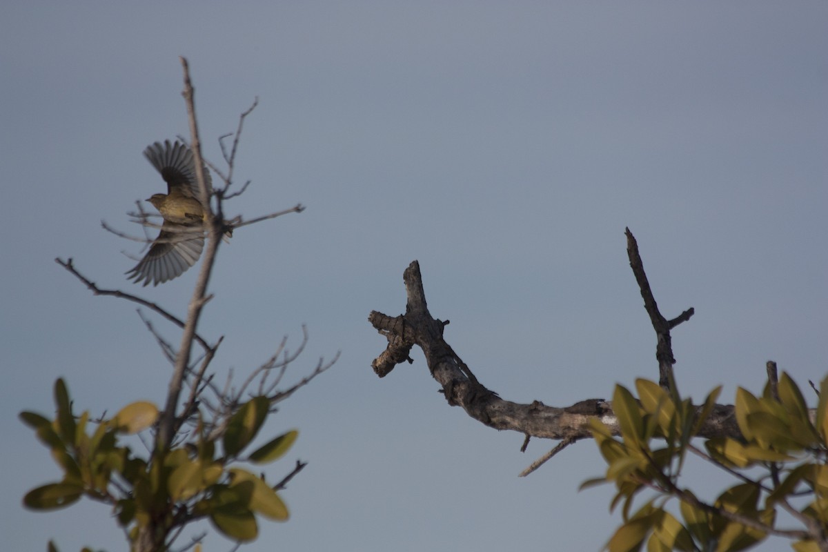 Palm Warbler - ML209159081
