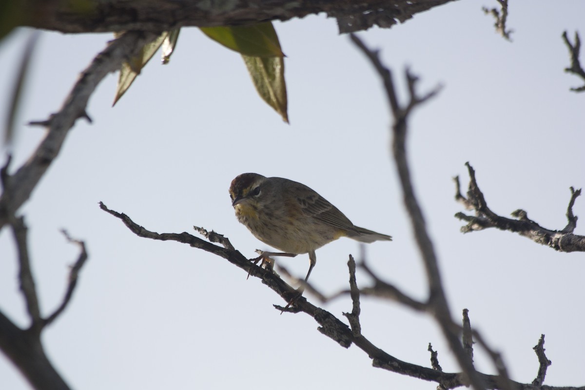 Palm Warbler - ML209159091