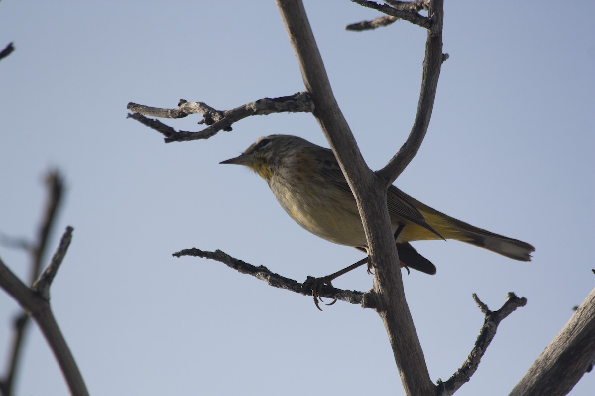 Palm Warbler - ML209159111