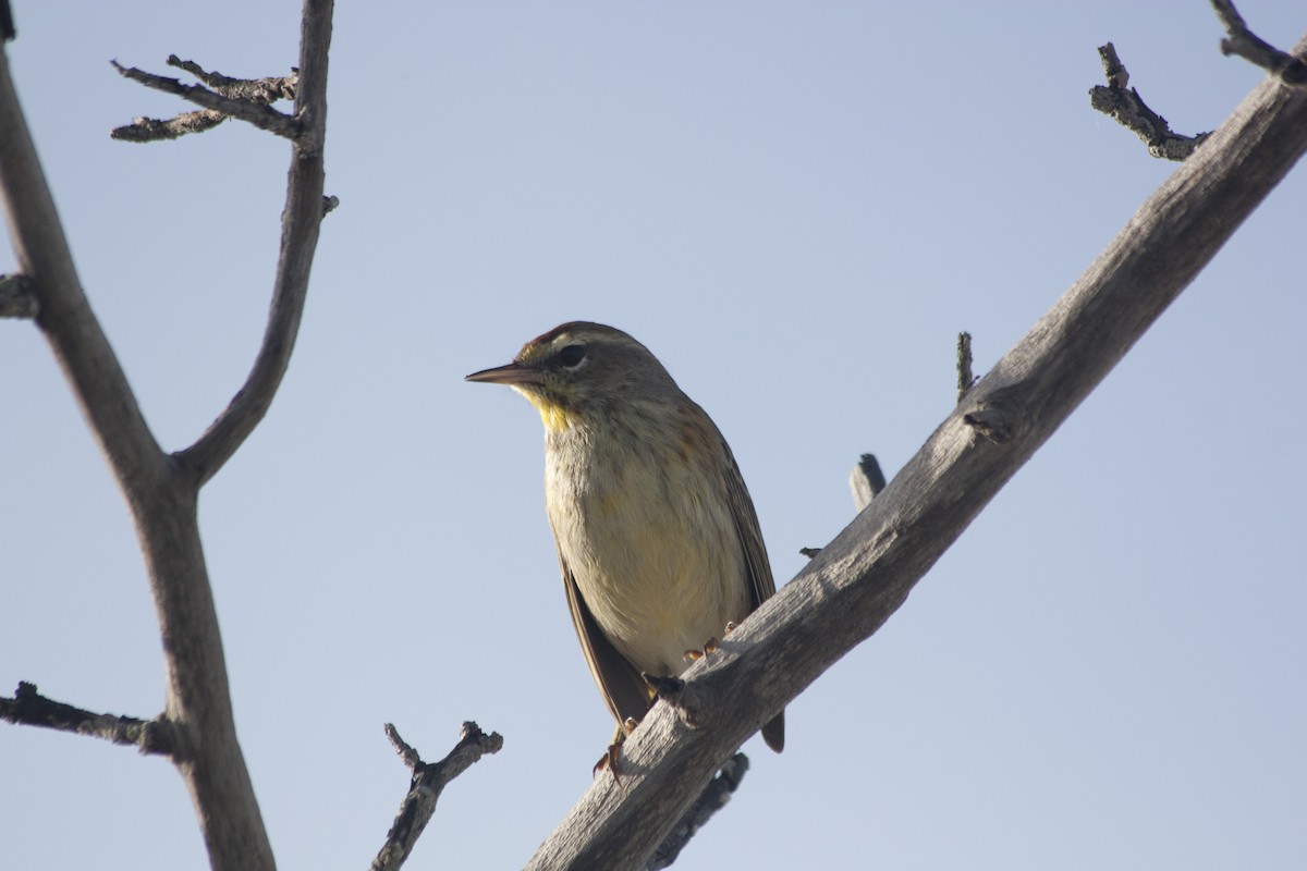 Palm Warbler - ML209159171