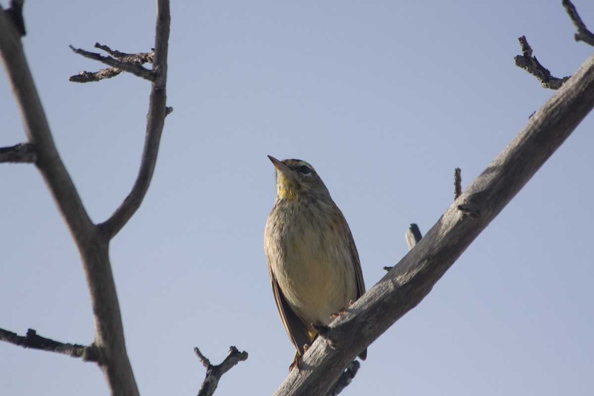 Palm Warbler - ML209159181