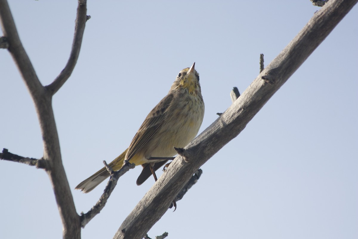 Palm Warbler - ML209159191