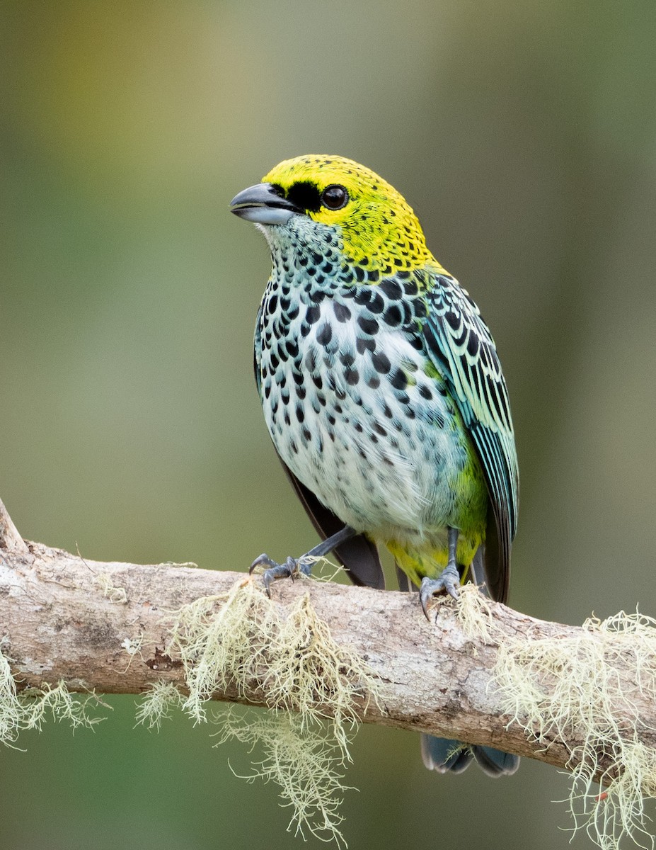 Speckled Tanager - Jan Allen