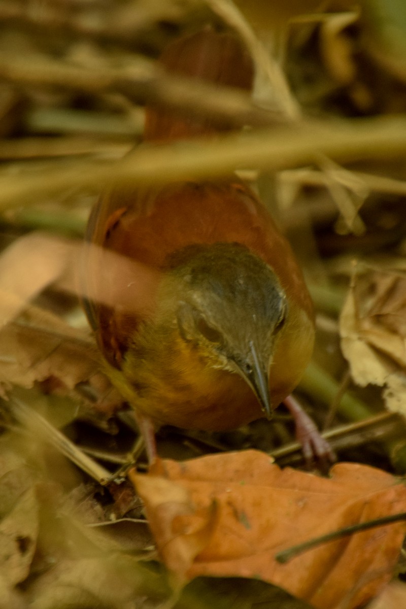 White-bellied Antbird - ML209159911