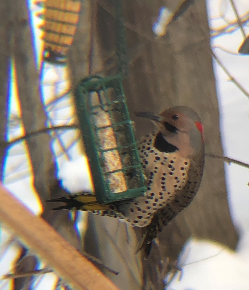 Northern Flicker - ML209161311