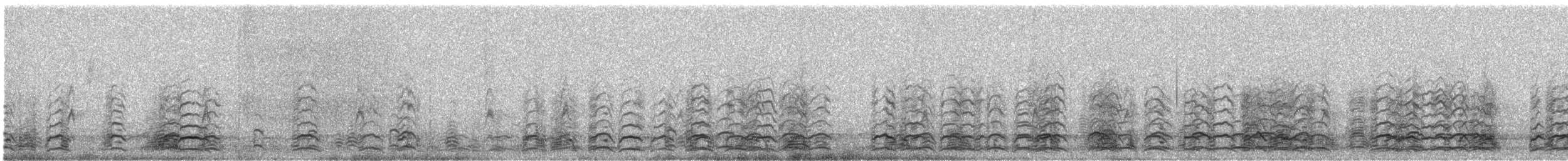 Snow Goose - ML209162481