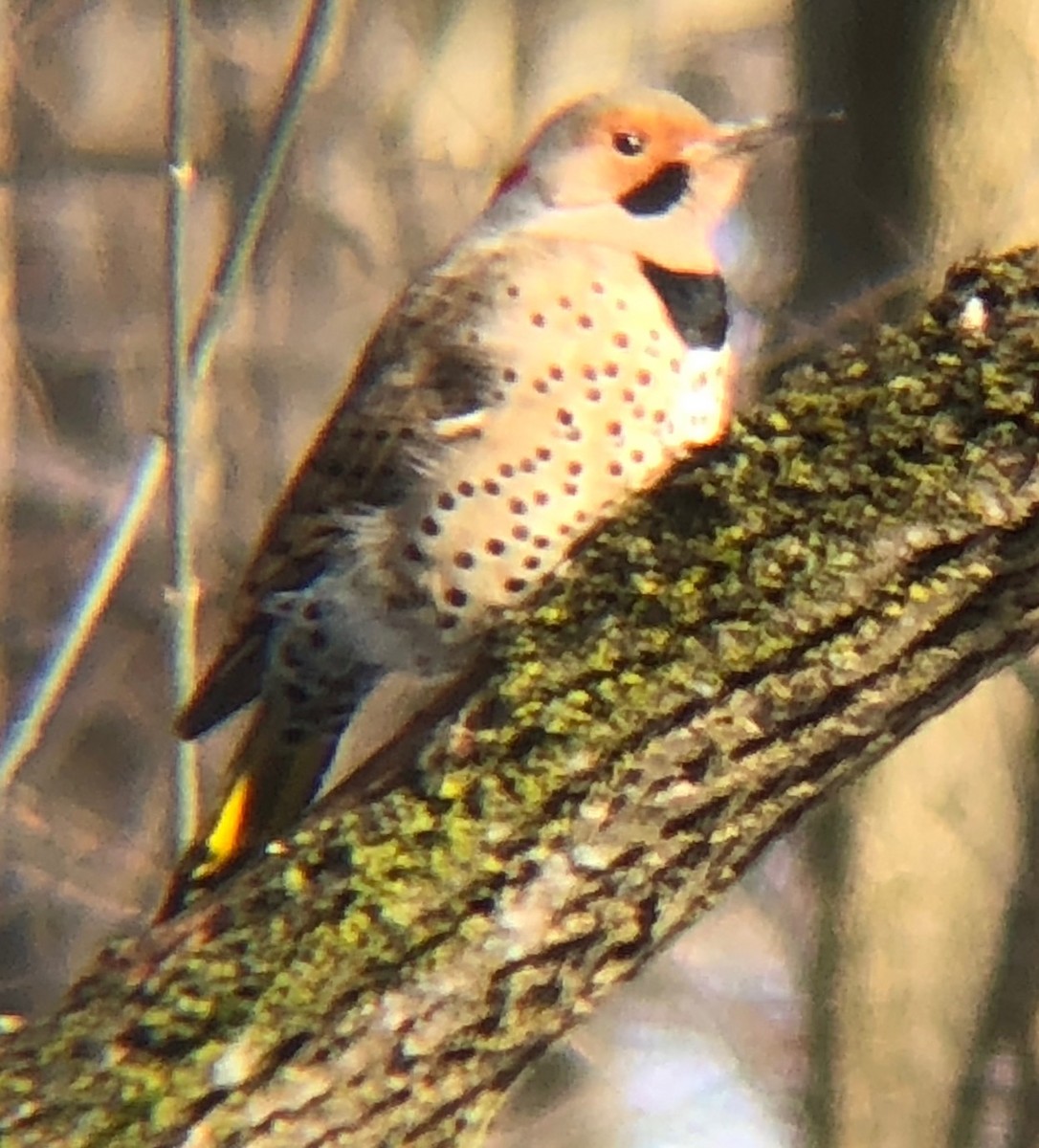 Northern Flicker - ML209163361