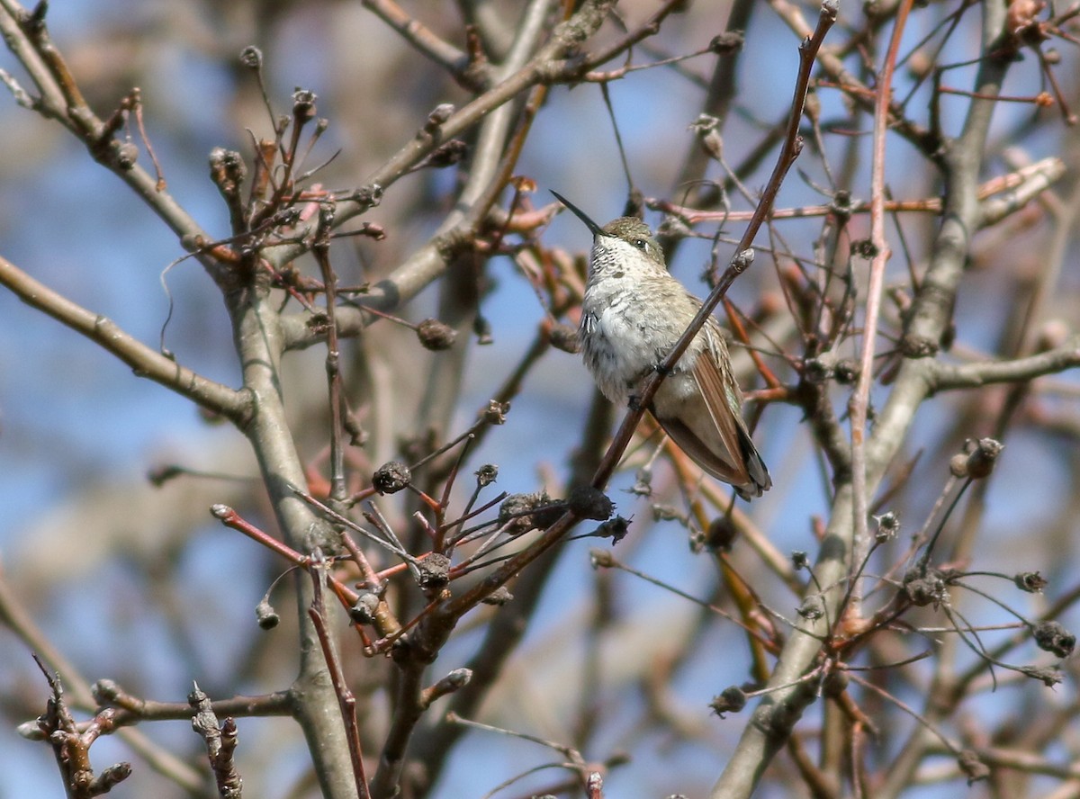 Black-chinned Hummingbird - ML209163841