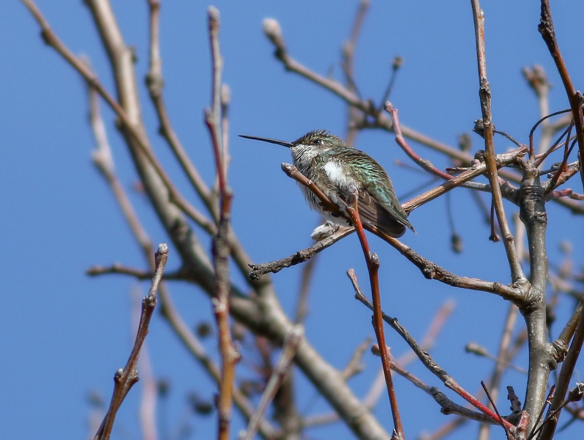 Colibrí Gorjinegro - ML209163881