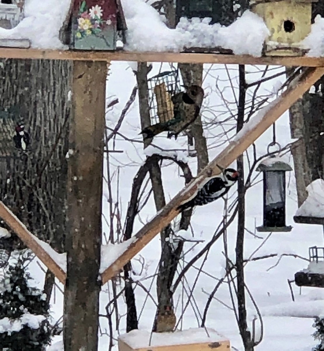 Northern Flicker - ML209163931