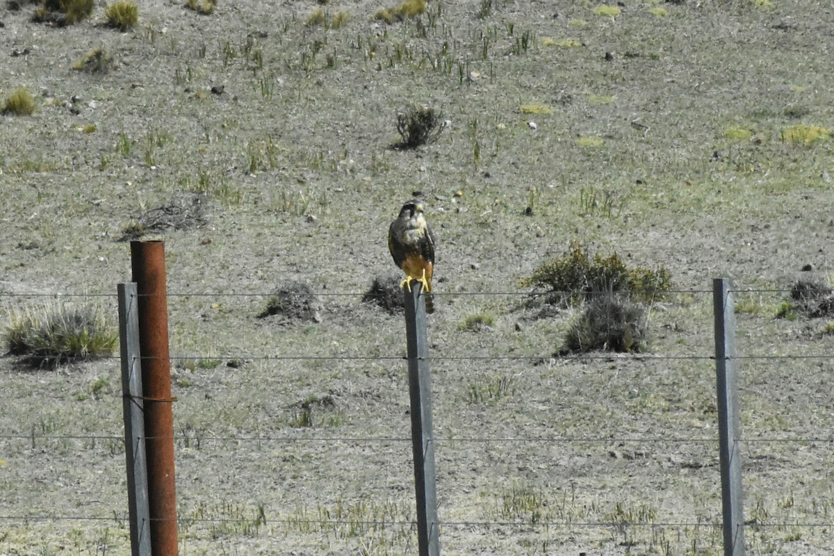 Aplomado Falcon - ML209164651